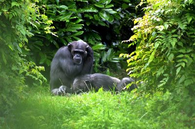 Monkeys in grass