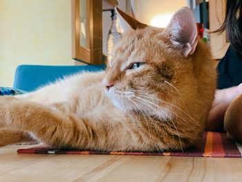 Close-up of cat lying on floor at home