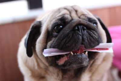 Close-up portrait of dog