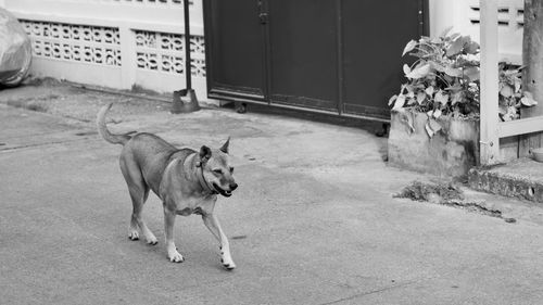 Dog lying on entrance of building