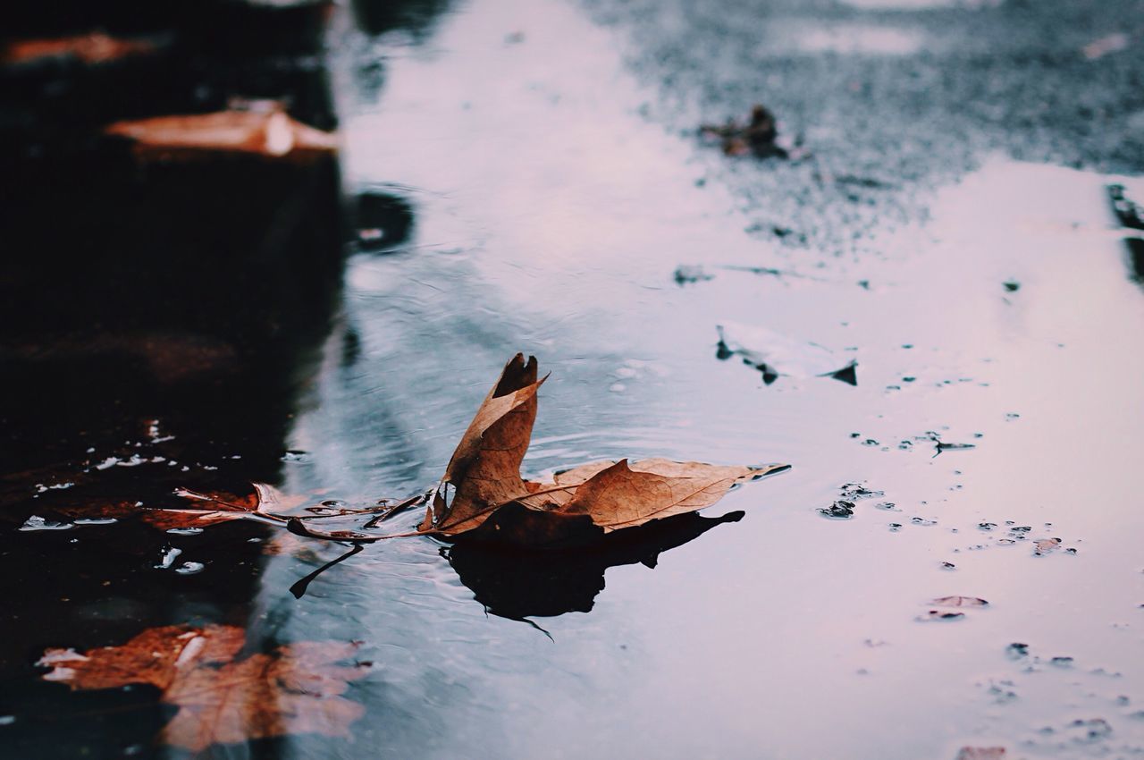 water, season, leaf, reflection, wet, autumn, weather, change, rain, puddle, nature, dry, outdoors, leaves, lake, close-up, fallen, day, no people, focus on foreground