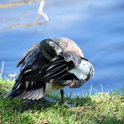 Close-up of a bird on grass