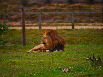 Horse on field