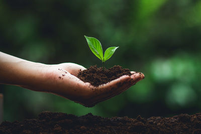 Cropped hand planting seedling in dirt