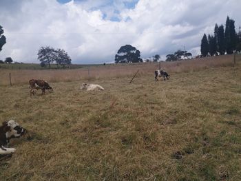 View of sheep on landscape