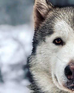 Close-up portrait of a dog