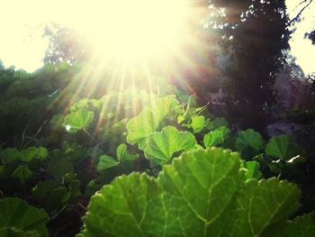 Sun shining through trees