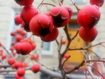 Close-up of fruits hanging on tree