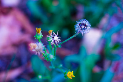 Close-up of purple flowers