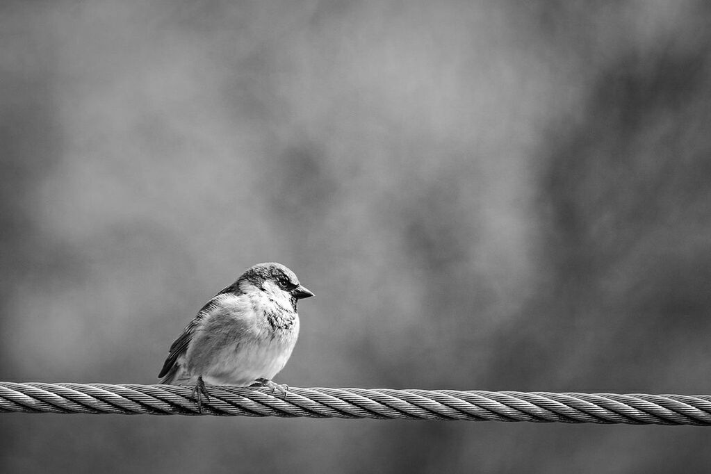 animal themes, bird, animals in the wild, wildlife, perching, one animal, low angle view, focus on foreground, two animals, seagull, pigeon, railing, sky, beak, avian, nature, outdoors, day, close-up, full length