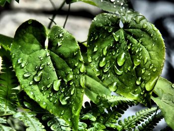 Close-up of wet leaves