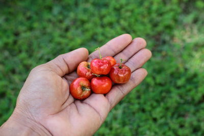 Cropped hand holding red berries on field