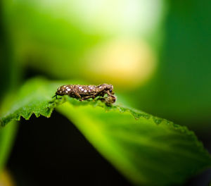 Close-up of insect on leaf