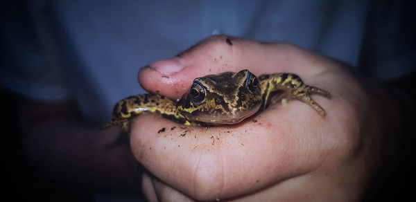 Close-up of hand holding leaf