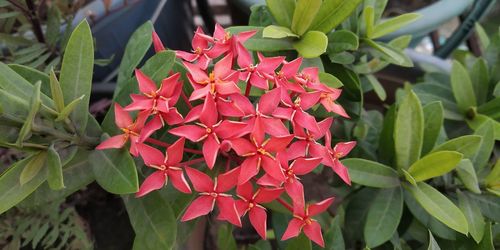 Close-up of red flowering plant