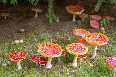 High angle view of mushrooms on field