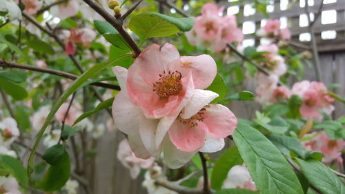 Close-up of pink flowers blooming on tree