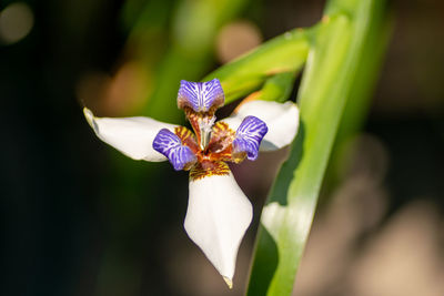 Close-up of purple flowering plant