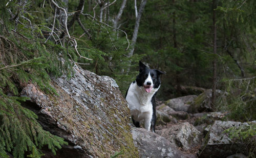 Dog in field