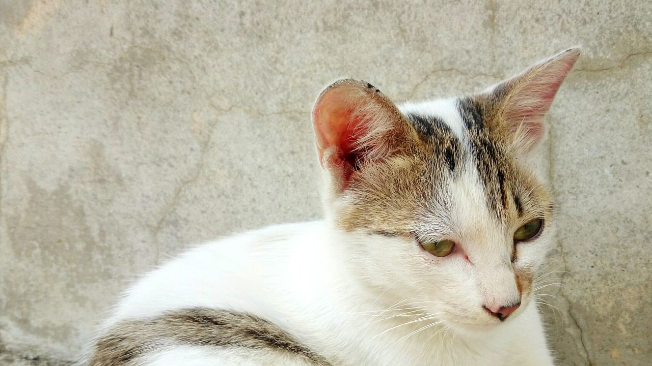 domestic animals, pets, animal themes, one animal, mammal, domestic cat, cat, feline, whisker, close-up, animal head, relaxation, portrait, looking away, indoors, no people, white color, alertness, lying down