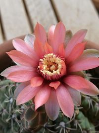 Close-up of pink flower