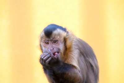 Portrait of monkey sitting against yellow wall