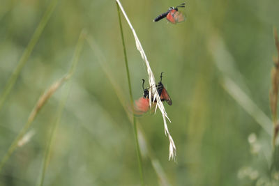 Close-up of insect on leaf