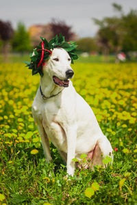 Dog looking away on field