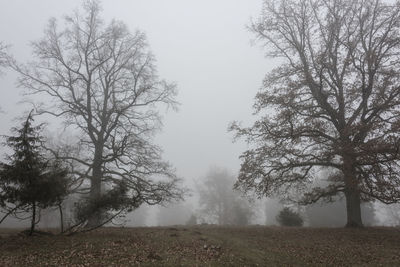 Bare trees on field against sky