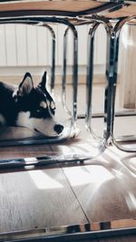 Close-up of dog sitting on floor at home