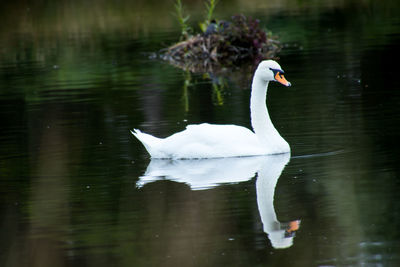 Swan swimming on lake