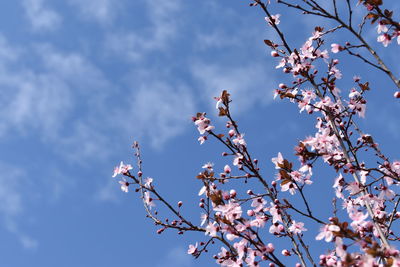 Low angle view of cherry blossom against sky