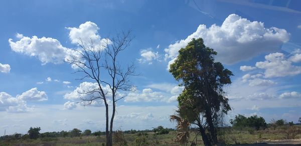 Trees on field against sky