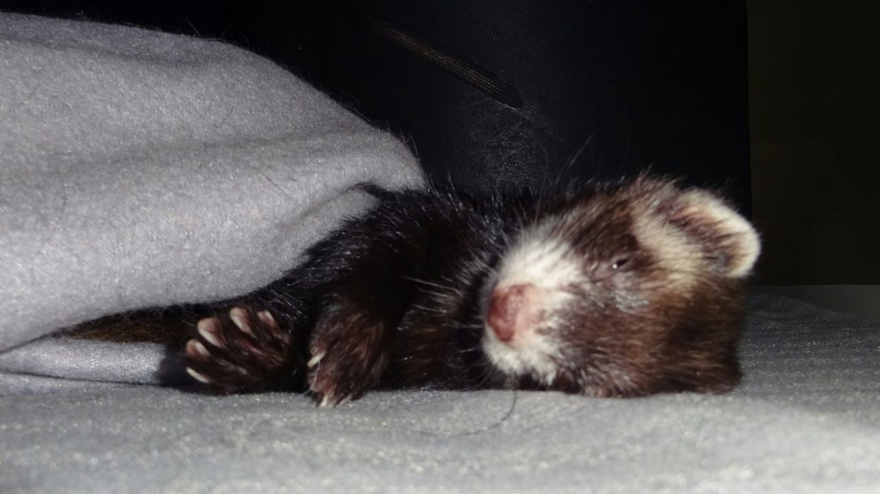 animal, animal themes, one animal, mammal, domestic, pets, domestic animals, cat, vertebrate, relaxation, feline, domestic cat, no people, close-up, indoors, bed, furniture, sleeping, resting, eyes closed, whisker, animal head