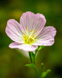 Close-up of cosmos flower blooming outdoors