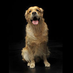 Portrait of dog against black background