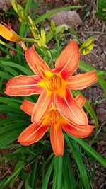 High angle view of orange lily on plant