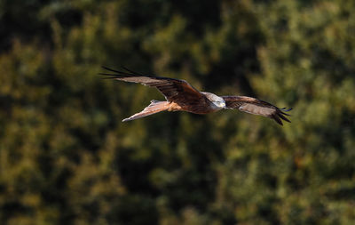 Bird flying against blurred background