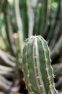 Close-up of cactus plant