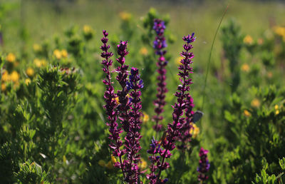 Close-up of purple lavender flowers blooming on field