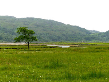 Scenic view of agricultural field against sky