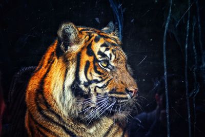 Close-up of a cat looking away