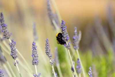 Close-up of bee pollinating on purple flower