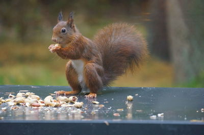 Close-up of squirrel eating outdoors