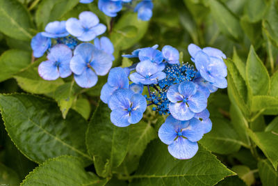 Close-up of purple flowering plant