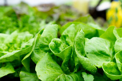 Full frame shot of leaves