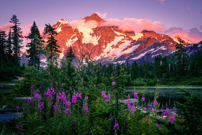 Purple flowers by lake against sky