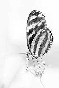 Close-up of butterfly on white flower