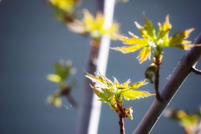 Close-up of flowering plant against sky