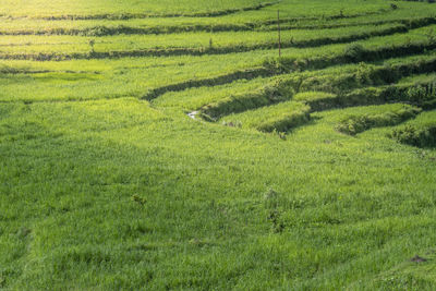 Scenic view of rice field